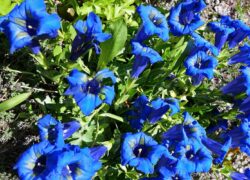 003 - Enzianen im Ueberfluss